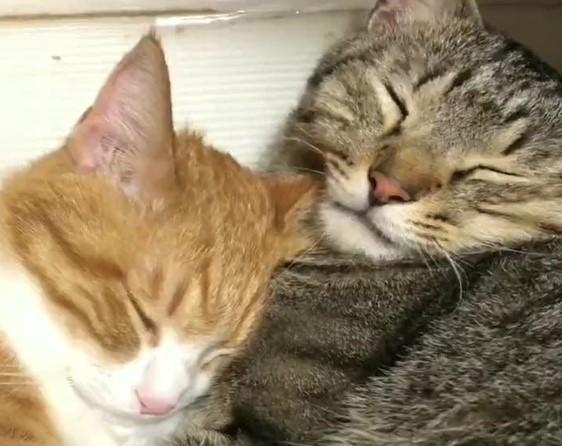 出所：@mero627puri914