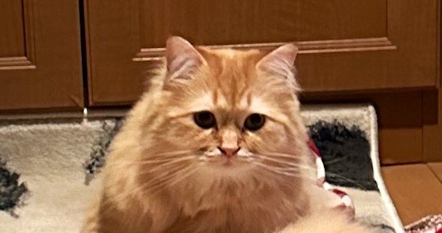 出所：@NEKOLAND13