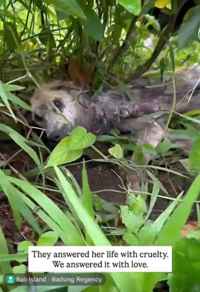 【保護犬】重傷で草むらに捨てられた犬　周囲の愛に支えられ、再び歩けるようになるまでの軌跡