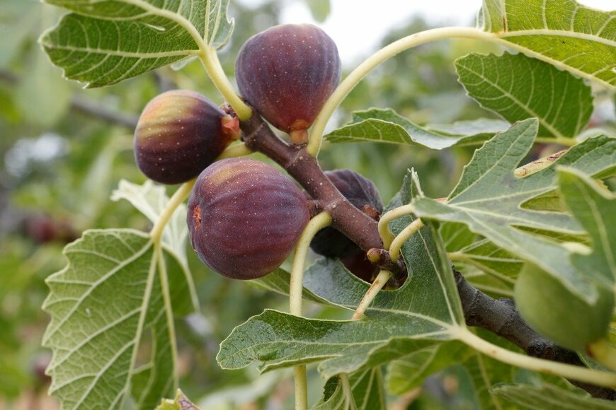 valeniker/istockphoto.com