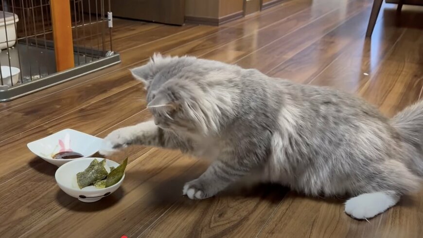 【触りたいけど怖いニャン...】「コレは人間の食べ物なのかニャ？」飼い主さんが食べようとしたお餅にビビる猫ちゃんに可愛いの声