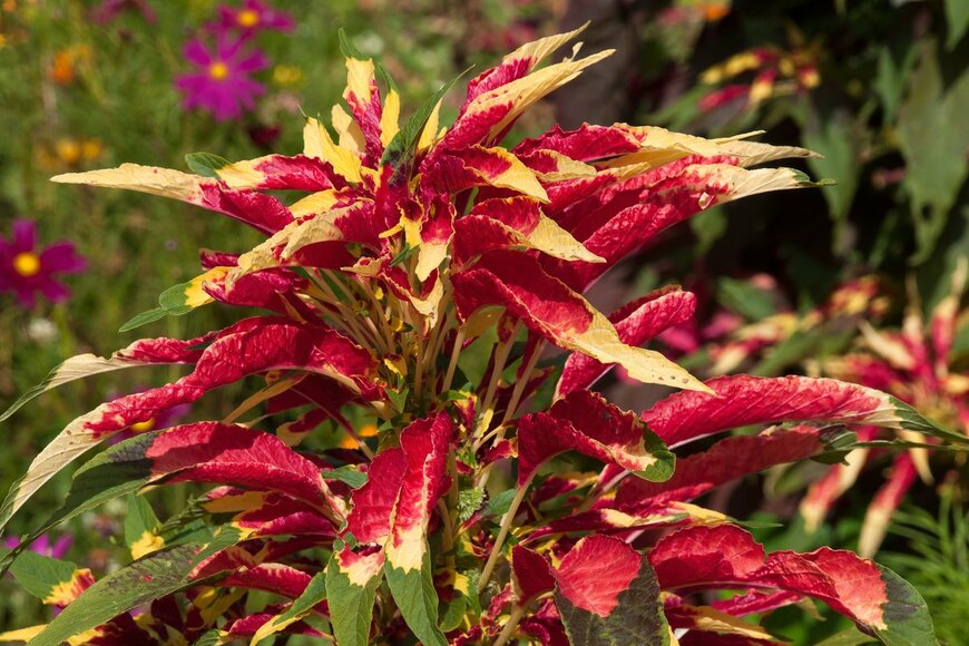 ハゲイトウ（demamiel62/Shutterstock.com）