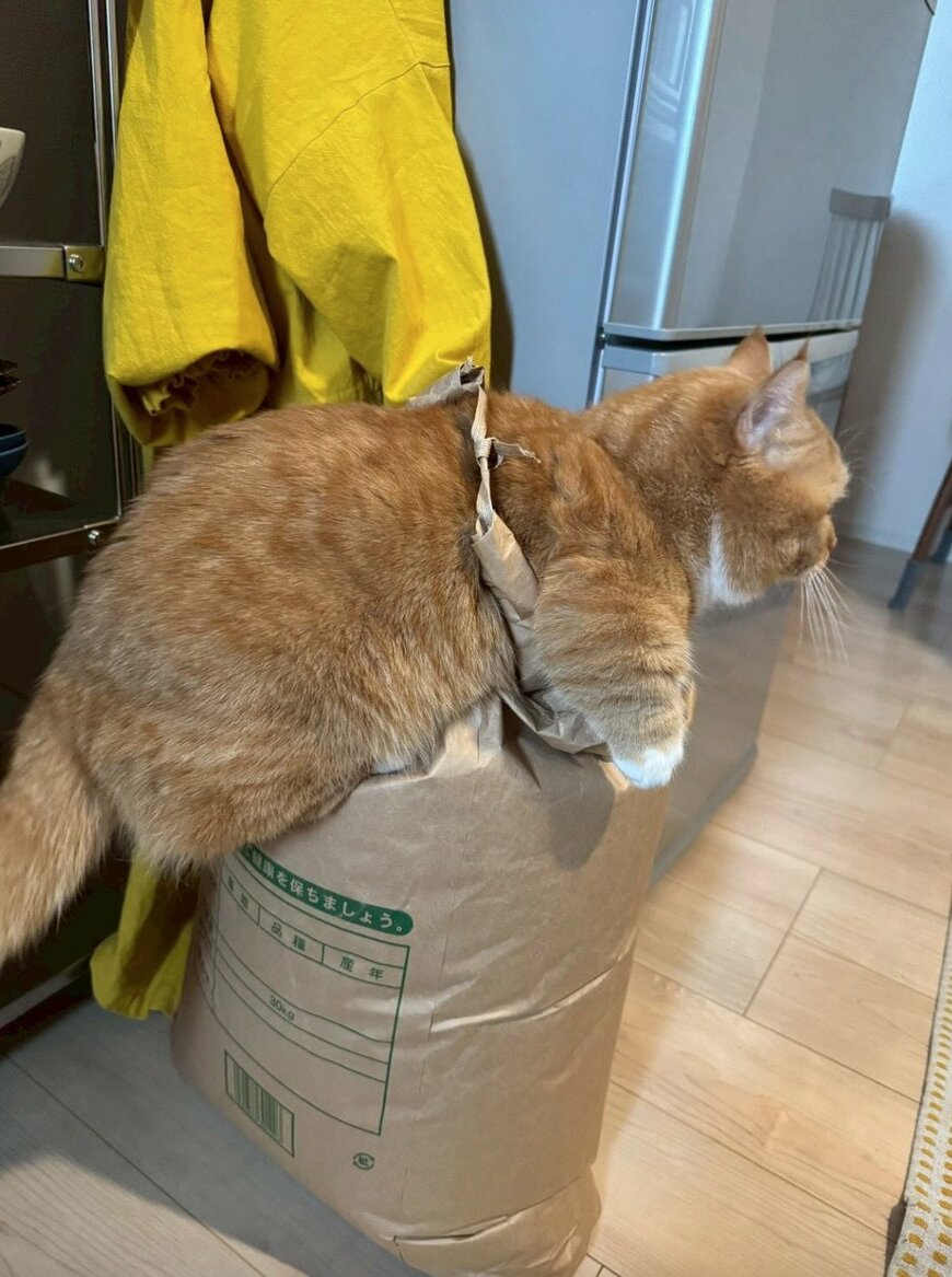 出所：@mzkmar1116