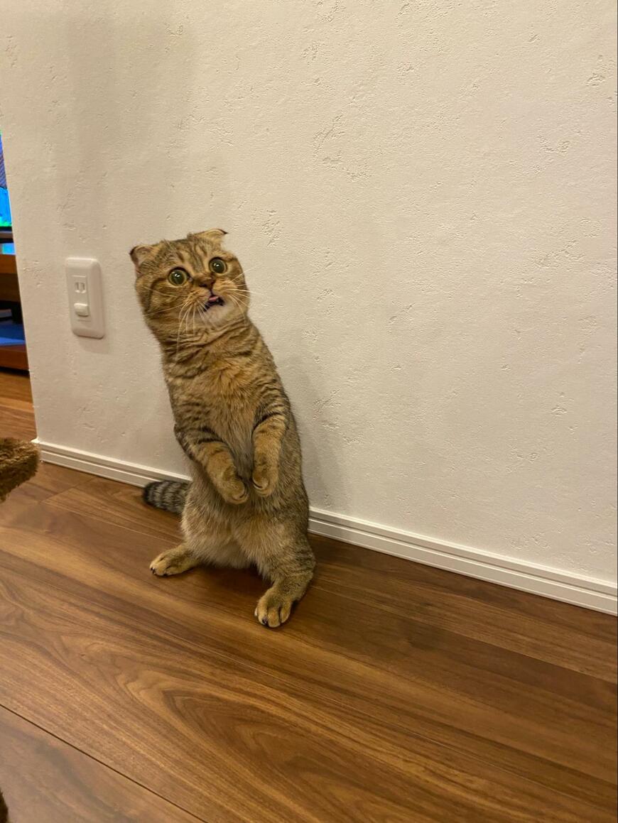 出所：@ponpokopontanu