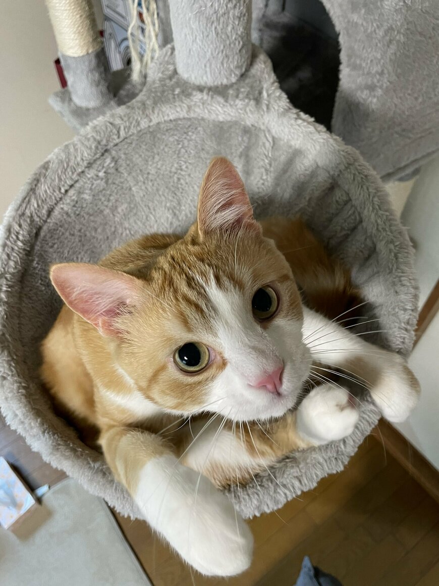 出所：@Beercat_Ana_Dar