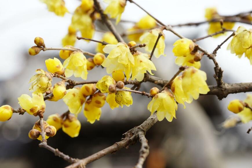 Yoshihide KIMURA/shutterstock.com