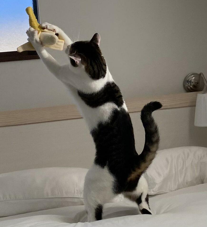 出所：@Saeroyi_cat