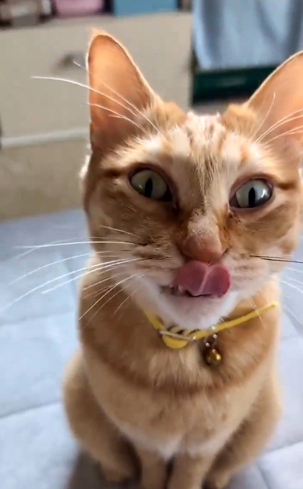 出所：＠purinlala