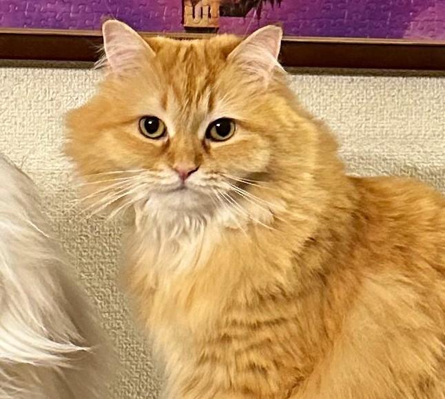 出所：@NEKOLAND13