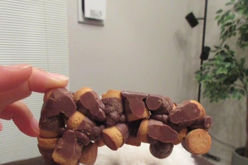 たけのこの里が「巨大な塊」に変化　きょとんとした顔で見つめる「愛犬の様子」が話題に…