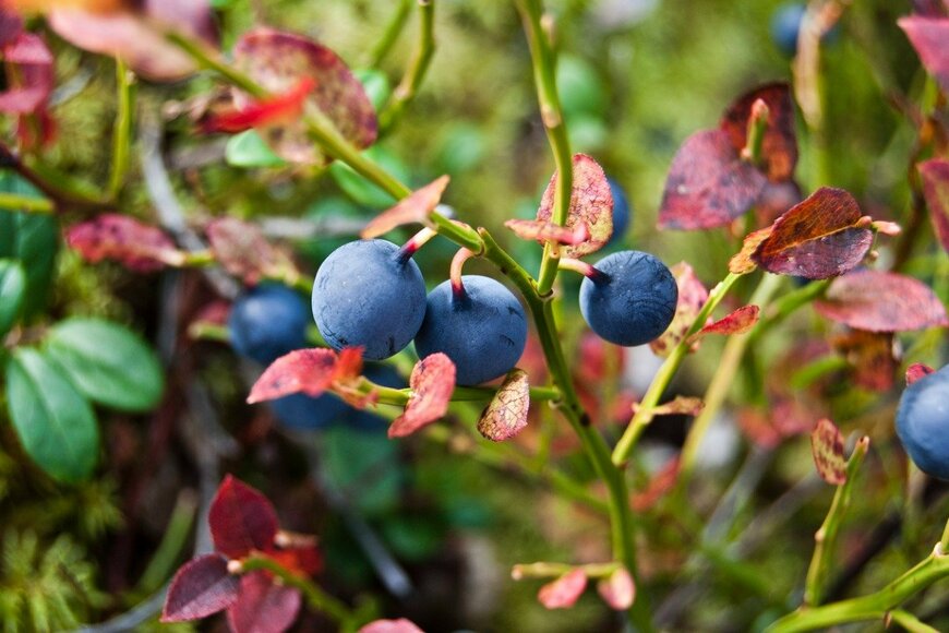 norr08/istockphoto.com