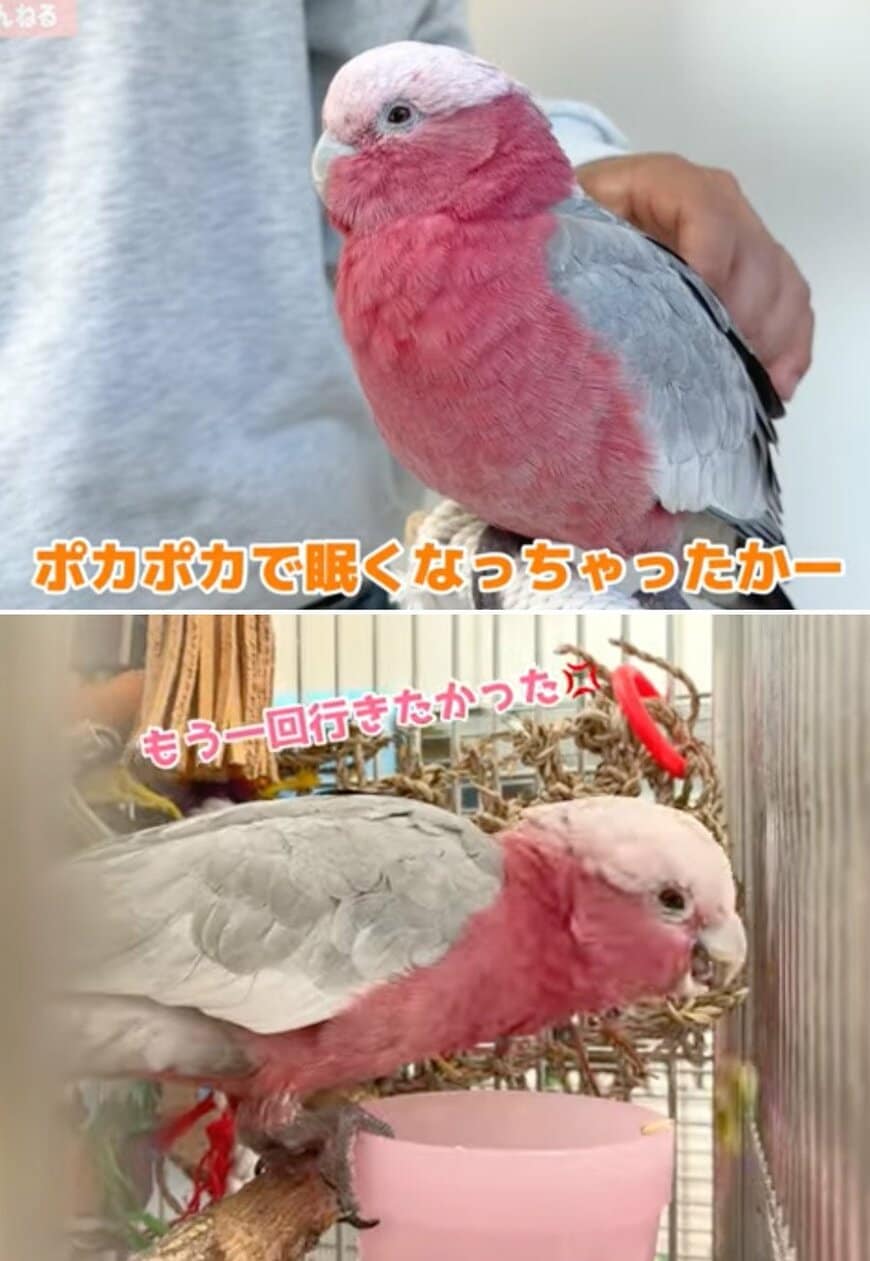 出所：@anz_omomiri