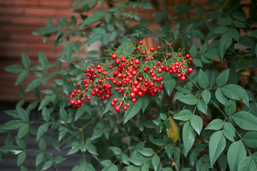 simona pavan/Shutterstock.com