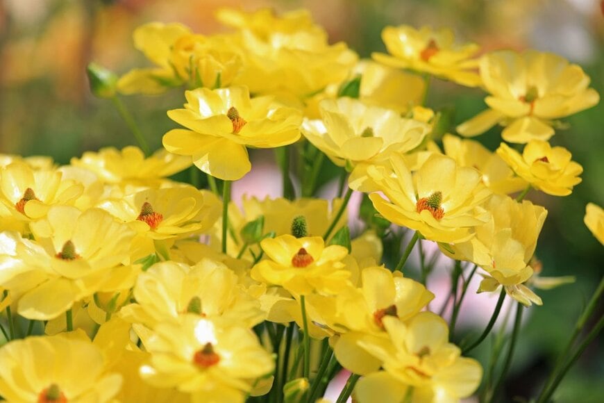 bietsu/shutterstock.com