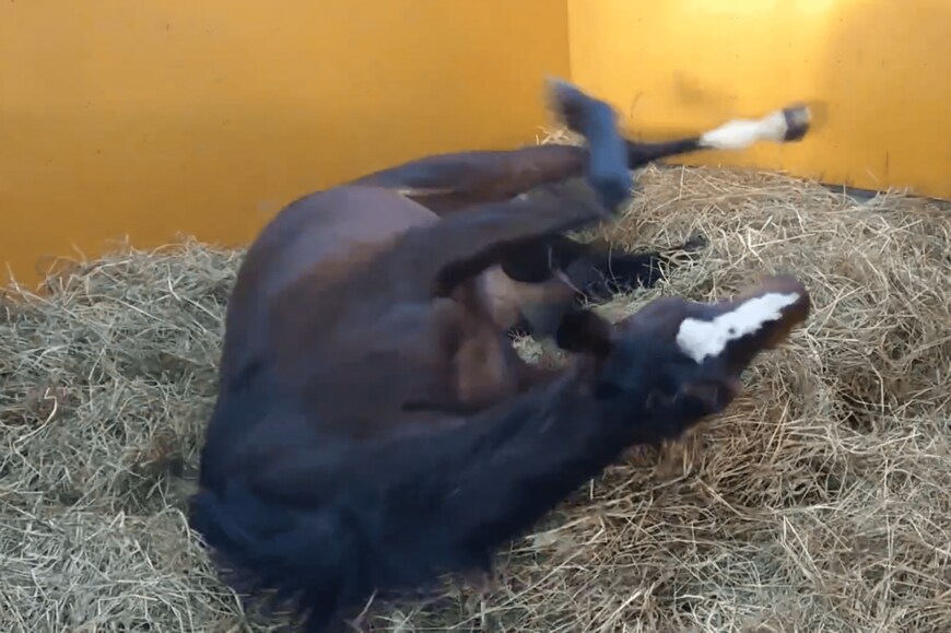 出所：Yogiboヴェルサイユリゾートファームツイッターアカウント