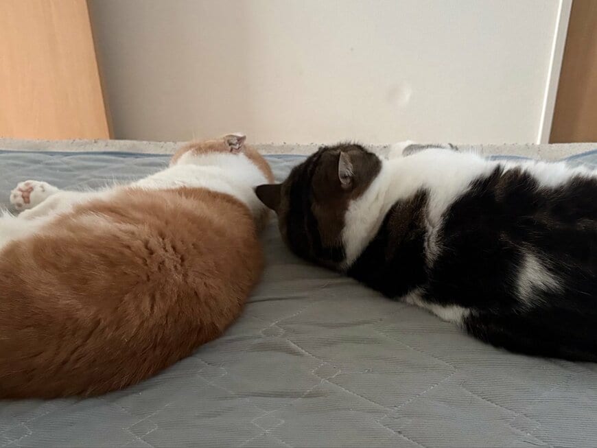 2匹の仲良し猫 頭をくっつけ合って寝るラブラブな様子に悶絶！