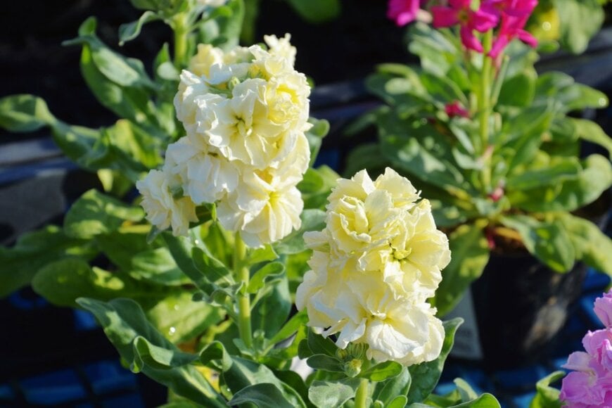 tamu1500/shutterstock.com