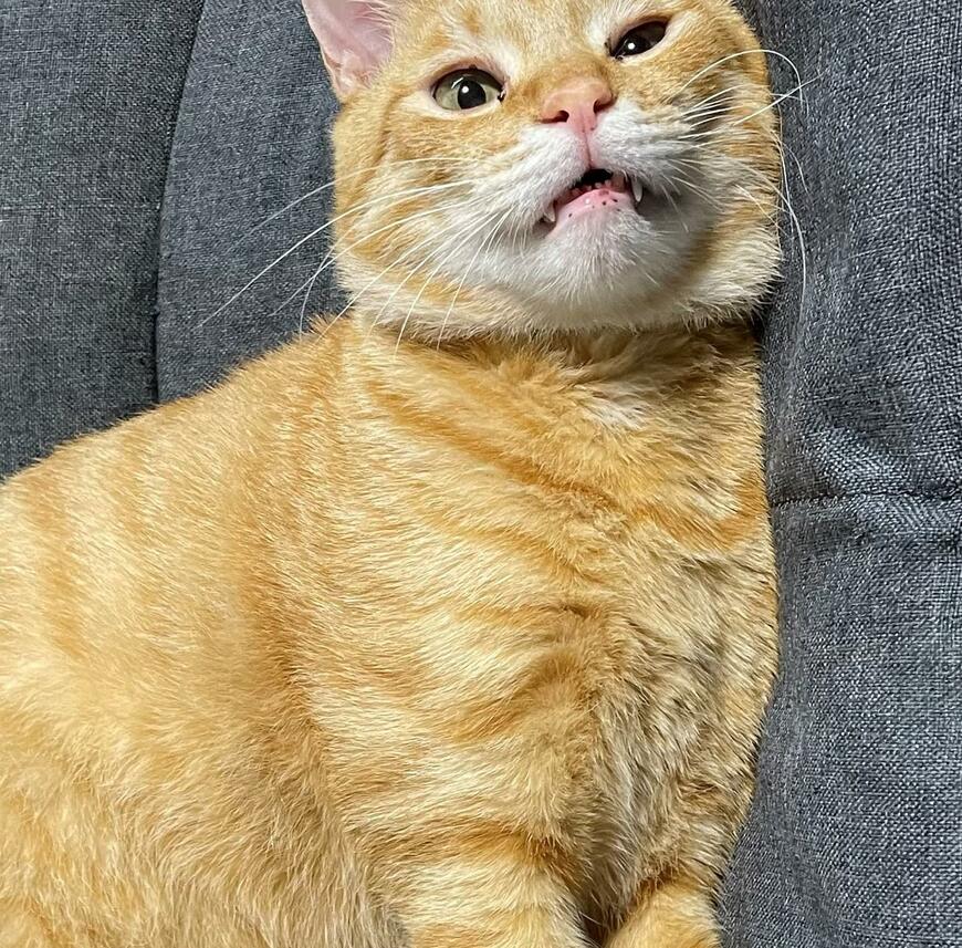 出所：@Beercat_Ana_Dar 