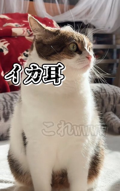 出所：＠nikoandkotatorowasabi