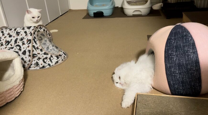 出所：＠wataneko_tsuki