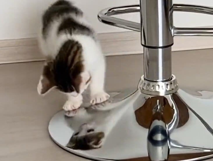 出所：@Saeroyi_cat