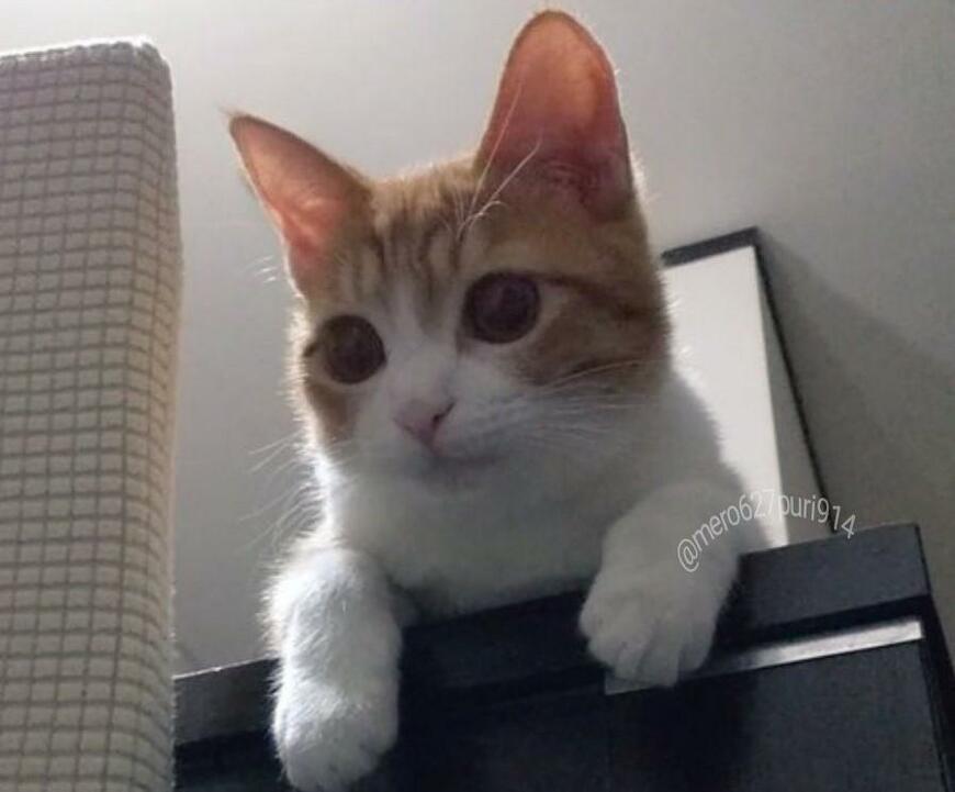 出所：@mero627puri914