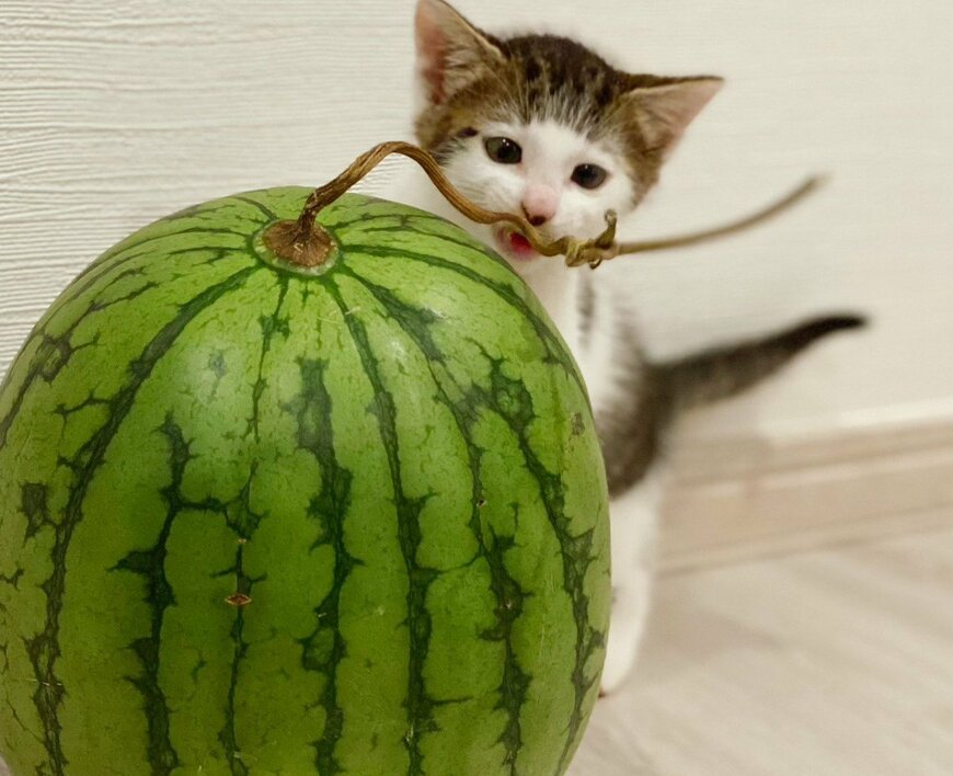 出所：@Saeroyi_cat