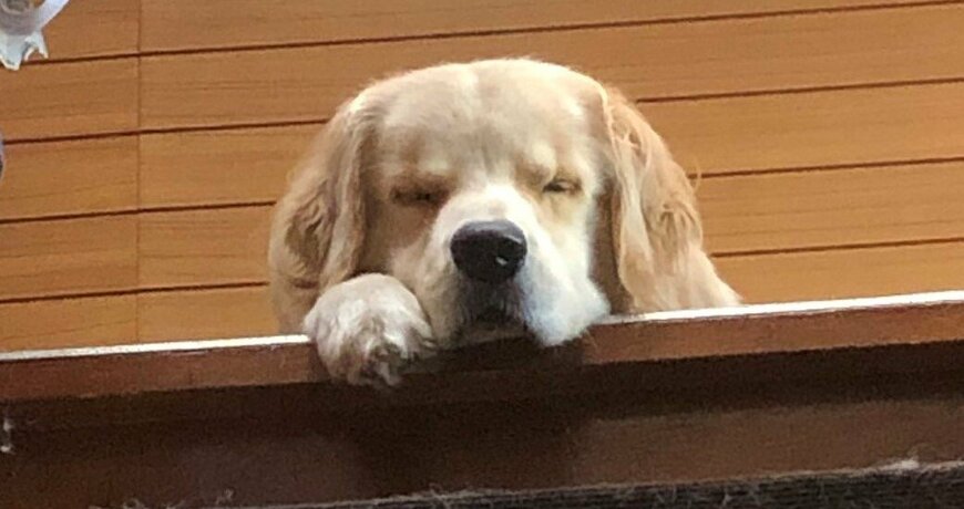 出所：@elmo_golret