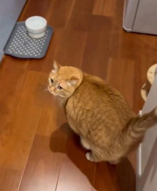 出所：@kagisuzu0531