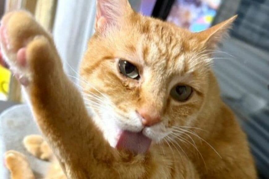 「やってしまいましたか」衝撃のポーズで爆睡する猫　無防備すぎる顔に癒やされる人続出