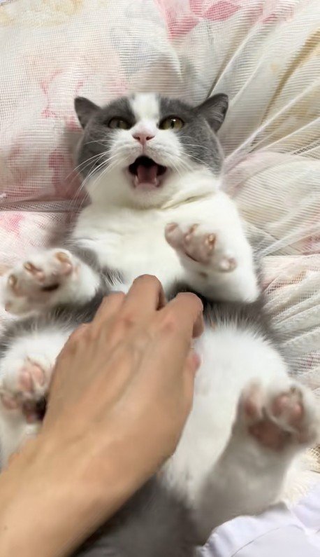 出所：＠creo101creo