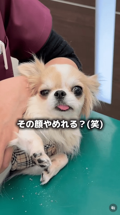 @idea_animal_hospital