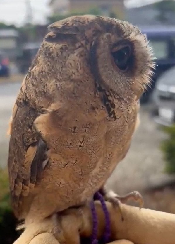 出所：@purinon2929k