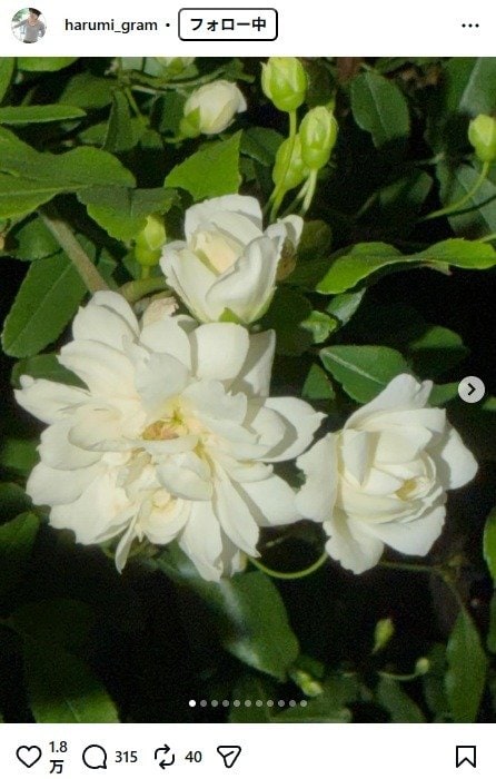 出所：栗原はるみのInstagram（＠harumi_gram）　参照日：2026年4月8日