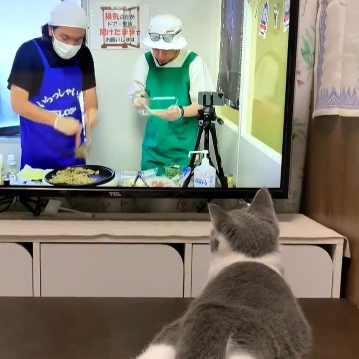 独特のスタイルでテレビを鑑賞する猫さん　思わず二度見の「テレビっ子姿」に和む