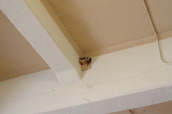 出所：@lostpigeonfound