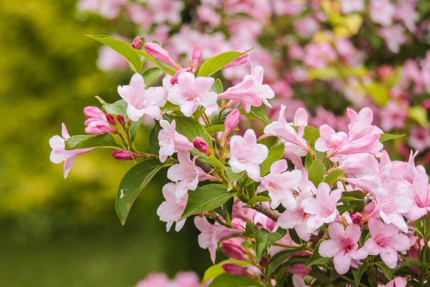 【ガーデニング】春にカワイイ花が咲く庭木！シンボルツリーにオススメの高木や低木10選