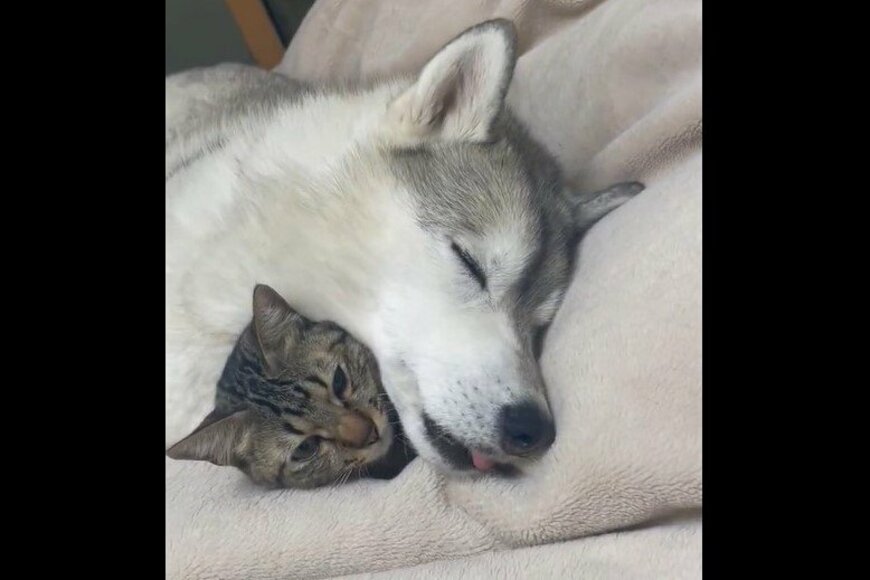 【3万バズ】ママ犬の枕になる保護猫に「過去最強の可愛さ」の声