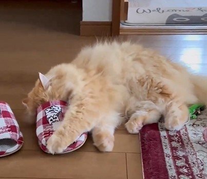 スリッパと猫