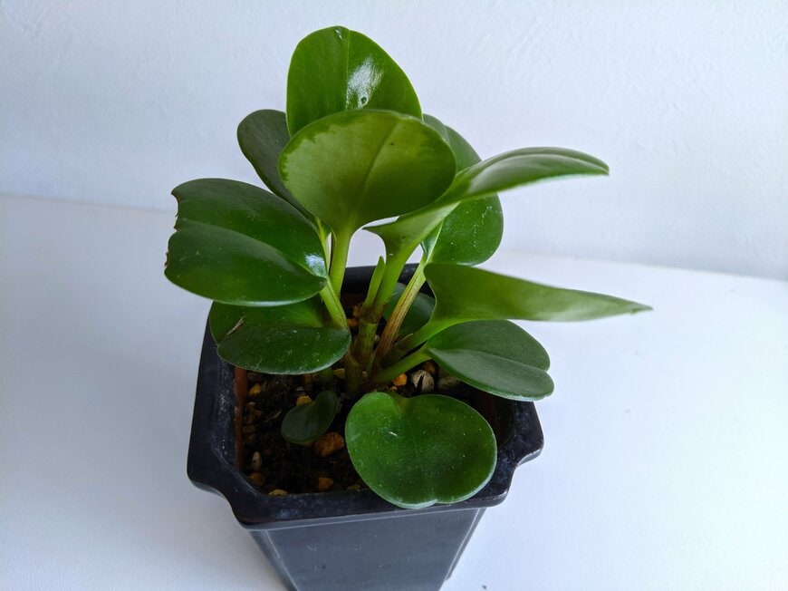 2025年4月にダイソーで110円で購入したペペロミア