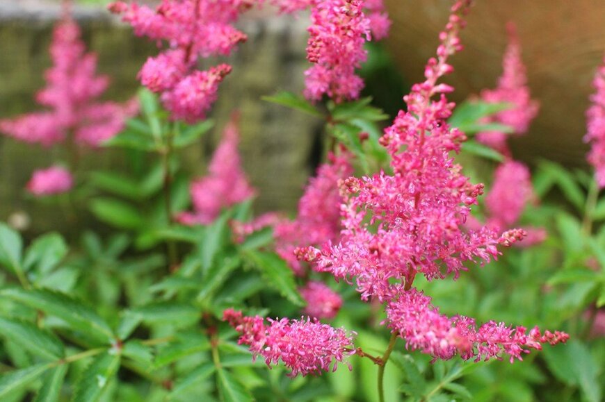 ピンク色の花を咲かせている、アスチルベ