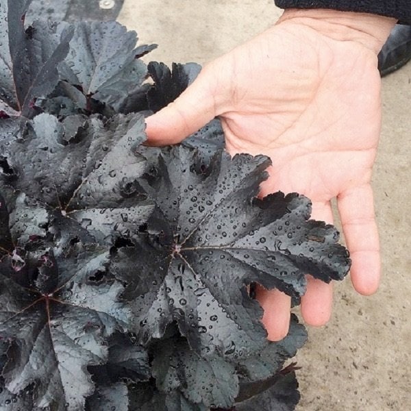 PROVEN WINNERS（プルーブンウィナーズ）　ヒューケラ ドルチェ