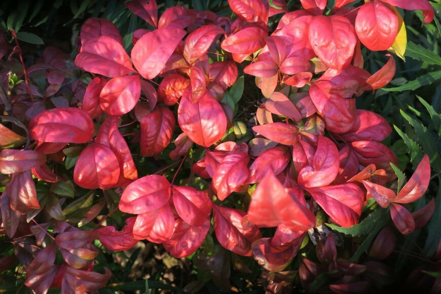 明るい赤色に紅葉しているオタフクナンテンの葉