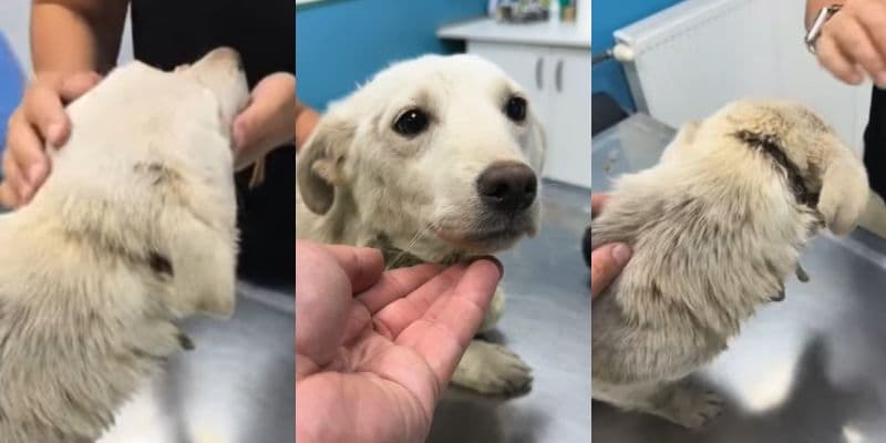 出所：<u><a href="https://www.instagram.com/animal_rescue_nikola/reel/DZstJXTIm3I/?hl=ja" target="_blank">@</a></u><u><a href="https://www.instagram.com/animal_rescue_nikola/reel/DZstJXTIm3I/?hl=ja" target="_blank">animal_rescue_nikola</a></u>