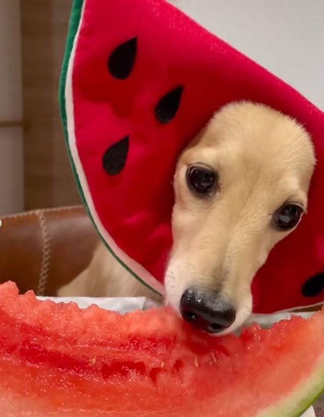 スイカを食べる犬