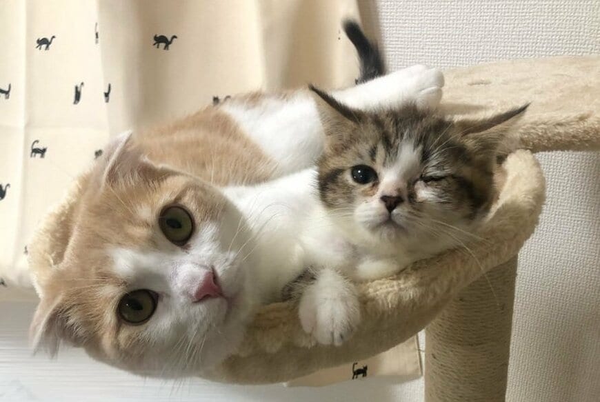 とろちゃん(写真左)とおにくちゃん(写真右)