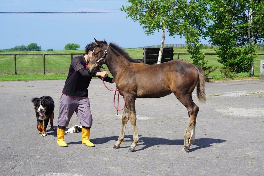 サラブレッドの写真