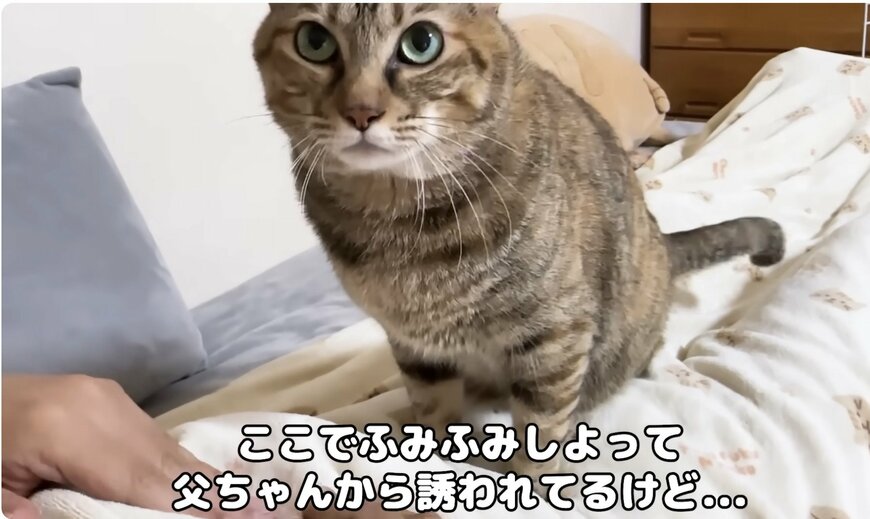 飼い主さんからフミフミを誘われる猫ちゃん