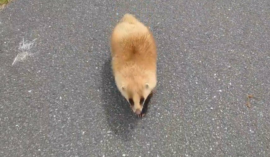 土手で出会ったアナグマ