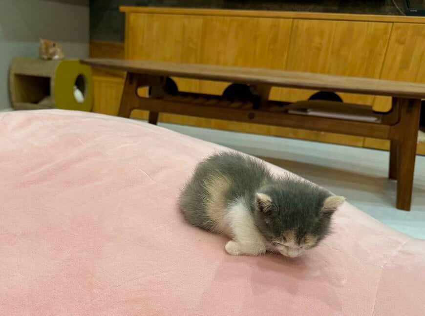 繊細な小ささやふわふわとした毛並みに癒やされる